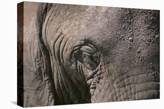African Elephant-DLILLC-Premier Image Canvas
