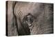 African Elephant-DLILLC-Premier Image Canvas