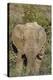 African Elephants 008-Bob Langrish-Premier Image Canvas