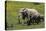 African Elephants 016-Bob Langrish-Premier Image Canvas