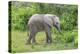 African Elephants 031-Bob Langrish-Premier Image Canvas