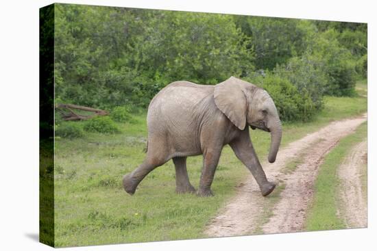 African Elephants 032-Bob Langrish-Premier Image Canvas