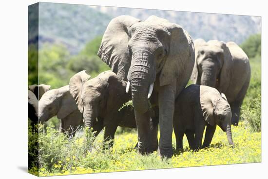 African Elephants 071-Bob Langrish-Premier Image Canvas