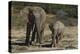 African Elephants 086-Bob Langrish-Premier Image Canvas