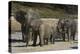 African Elephants 088-Bob Langrish-Premier Image Canvas