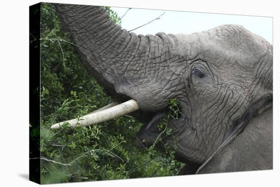 African Elephants 134-Bob Langrish-Premier Image Canvas