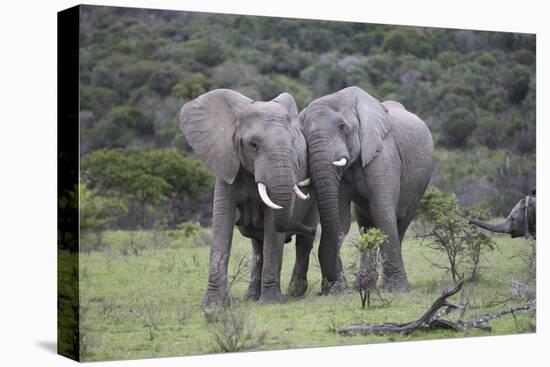 African Elephants 171-Bob Langrish-Premier Image Canvas