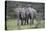 African Elephants 171-Bob Langrish-Premier Image Canvas