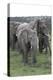 African Elephants 176-Bob Langrish-Premier Image Canvas