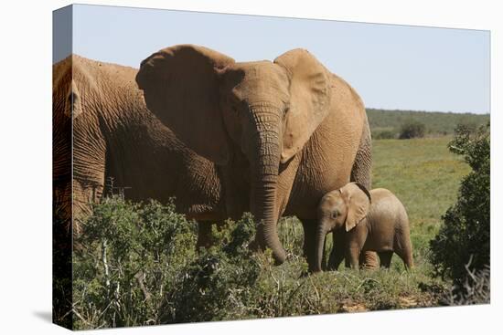 African Elephants 182-Bob Langrish-Premier Image Canvas