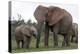 African Elephants 187-Bob Langrish-Premier Image Canvas