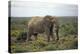 African Elephants 197-Bob Langrish-Premier Image Canvas