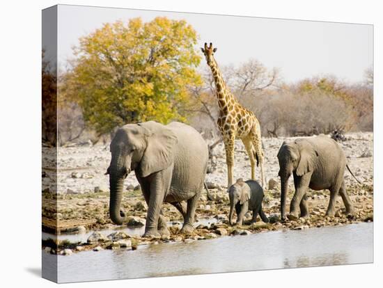 African Elephants and Giraffe at Watering Hole, Namibia-Joe Restuccia III-Premier Image Canvas
