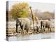 African Elephants and Giraffe at Watering Hole, Namibia-Joe Restuccia III-Premier Image Canvas