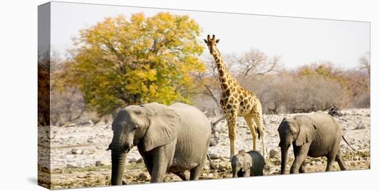 African Elephants and Giraffe at Watering Hole, Namibia-Joe Restuccia III-Premier Image Canvas