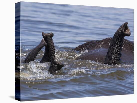 African elephants, Chobe National Park, Botswana-Art Wolfe-Premier Image Canvas