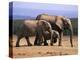 African Elephants (Loxodonta Africana), Addo Elephant National Park, South Africa, Africa-Steve & Ann Toon-Premier Image Canvas