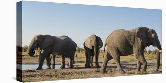 African elephants (Loxodonta africana) at waterhole, Botswana, Africa-Sergio Pitamitz-Premier Image Canvas