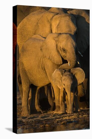 African Elephants (Loxodonta Africana) at Waterhole, Etosha National Park, Namibia-null-Stretched Canvas