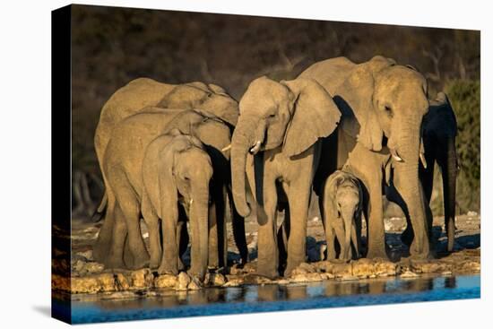 African Elephants (Loxodonta Africana) at Waterhole, Etosha National Park, Namibia-null-Stretched Canvas