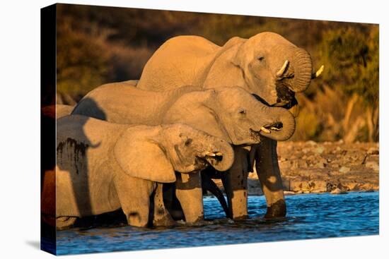 African Elephants (Loxodonta africana) at waterhole, Etosha National Park, Namibia-null-Premier Image Canvas
