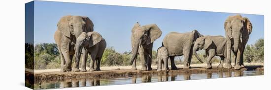 African Elephants (Loxodonta Africana) at Waterhole, Mashatu Game Reserve, Botswana-null-Premier Image Canvas