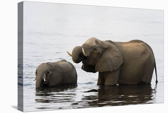 African Elephants (Loxodonta Africana), Chobe National Park, Botswana, Africa-Sergio Pitamitz-Premier Image Canvas