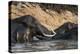 African Elephants (Loxodonta Africana), Chobe National Park, Botswana, Africa-Sergio Pitamitz-Premier Image Canvas