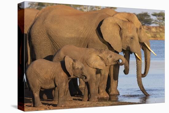 African elephants (Loxodonta africana) drinking, Zimanga game reserve, KwaZulu-Natal-Ann and Steve Toon-Premier Image Canvas