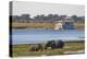 African elephants (Loxodonta africana) grazing, Chobe River, Botswana, Africa-Ann and Steve Toon-Premier Image Canvas