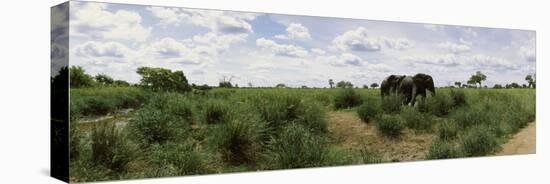 African Elephants (Loxodonta Africana) in a Field, Kruger National Park, South Africa-null-Premier Image Canvas