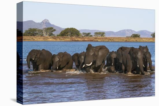 African elephants (Loxodonta africana) in water, Zimanga game reserve, KwaZulu-Natal-Ann and Steve Toon-Premier Image Canvas