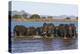 African elephants (Loxodonta africana) in water, Zimanga game reserve, KwaZulu-Natal-Ann and Steve Toon-Premier Image Canvas