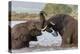 African elephants (Loxodonta africana) playfighting in water, Zimanga game reserve, KwaZulu-Natal-Ann and Steve Toon-Premier Image Canvas