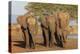 African elephants (Loxodonta africana), Zimanga game reserve, KwaZulu-Natal-Ann and Steve Toon-Premier Image Canvas