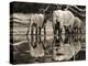 African elephants, Okavango, Botswana-Frank Krahmer-Stretched Canvas