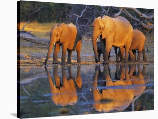 African elephants, Okavango, Botswana-Frank Krahmer-Stretched Canvas