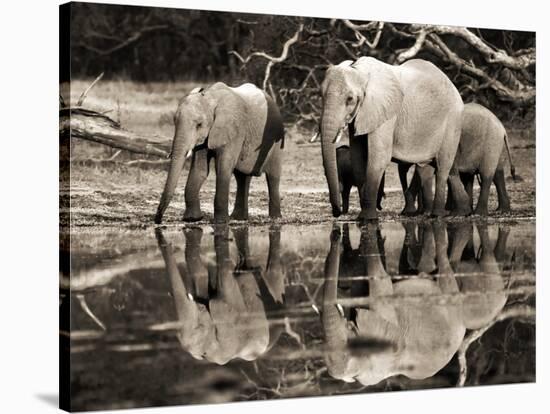 African elephants, Okavango, Botswana-Frank Krahmer-Stretched Canvas