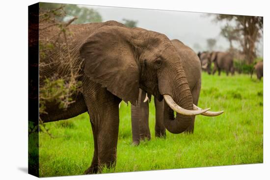 African Elephants on Safari, Mizumi Safari Park, Tanzania, East Africa, Africa-Laura Grier-Premier Image Canvas