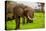 African Elephants on Safari, Mizumi Safari Park, Tanzania, East Africa, Africa-Laura Grier-Premier Image Canvas