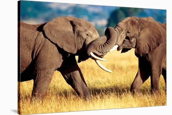 African Elephants Sparring-null-Stretched Canvas