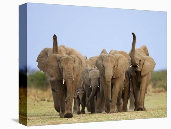 African Elephants, Using Trunks to Scent for Danger, Etosha National Park, Namibia-Tony Heald-Premier Image Canvas