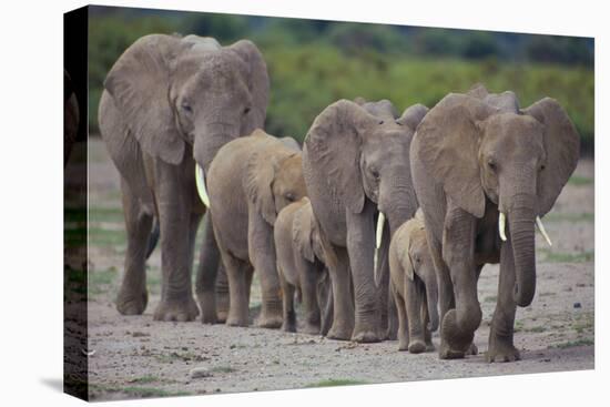 African Elephants Walking in Line-DLILLC-Premier Image Canvas