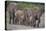 African Elephants Walking in Line-DLILLC-Premier Image Canvas