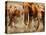 African Elephants-Martin Harvey-Premier Image Canvas