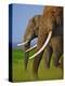 African Elephants-Martin Harvey-Premier Image Canvas