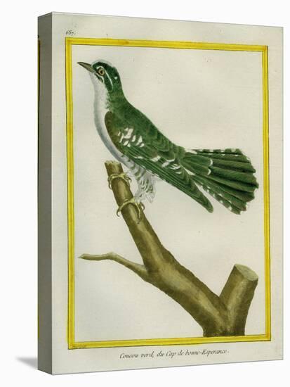 African Emerald Cuckoo-Georges-Louis Buffon-Premier Image Canvas