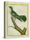 African Emerald Cuckoo-Georges-Louis Buffon-Premier Image Canvas