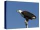 African Fish Eagle, Haliaeetus Vocifer, Chobe National Park, Botswana, Africa-Thorsten Milse-Premier Image Canvas