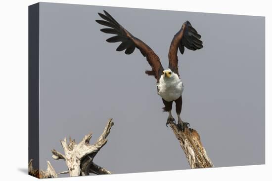 African Fish Eagle (Haliaeetus Vocifer), Chobe National Park, Botswana, Africa-Ann & Steve Toon-Premier Image Canvas